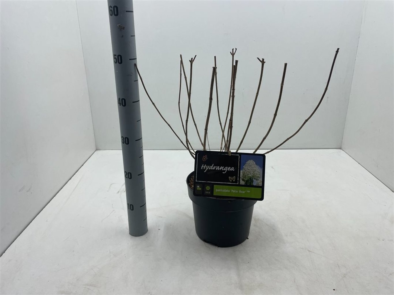 Hydrangea pan. 'Polar Bear' - C4